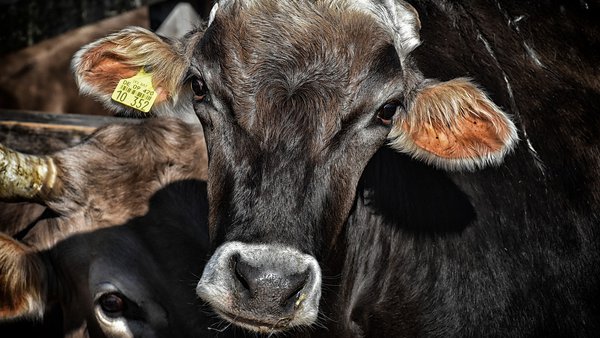 Unión de Uniones insta a encontrar novas probas de tuberculose para evitar sacrificios de gando san