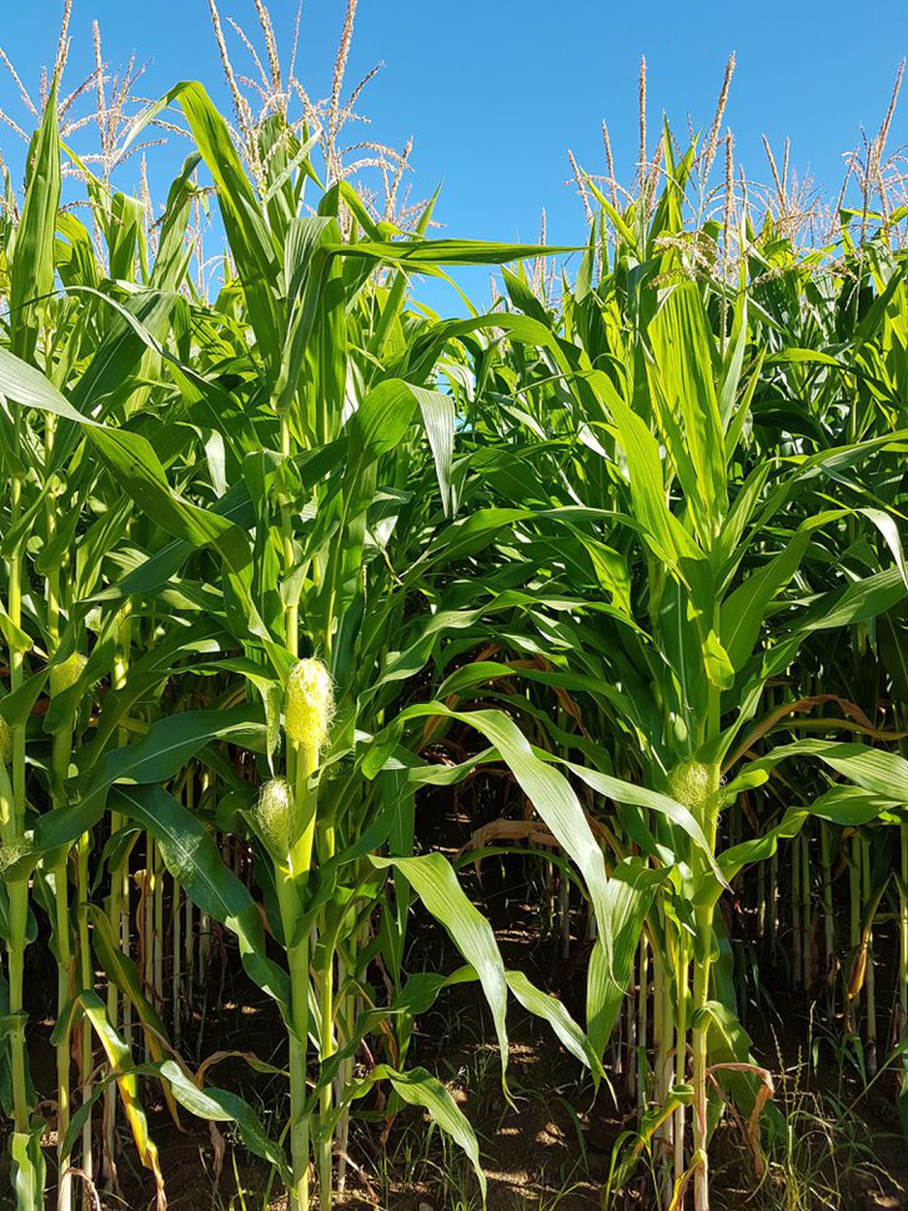 Rotacións de millo con cultivos de inverno: producións dos cultivos independentes e efectos na rotación