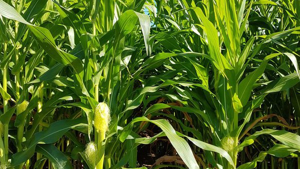 Rotacións de millo con cultivos de inverno: producións dos cultivos independentes e efectos na rotación