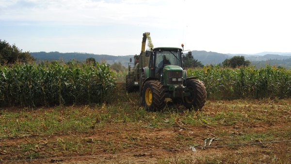 España baraja abrir el mercado de cereales a Estados Unidos y Argentina