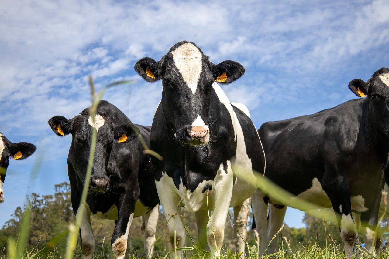 Destinados 8,5 millóns de euros ás axudas para o fomento da contratación de seguros agrarios en Galicia