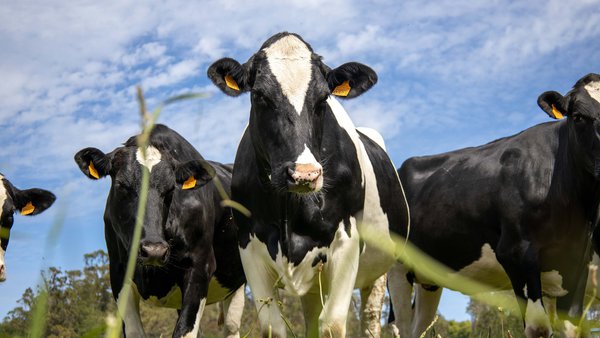 Destinados 8,5 millóns de euros ás axudas para o fomento da contratación de seguros agrarios en Galicia