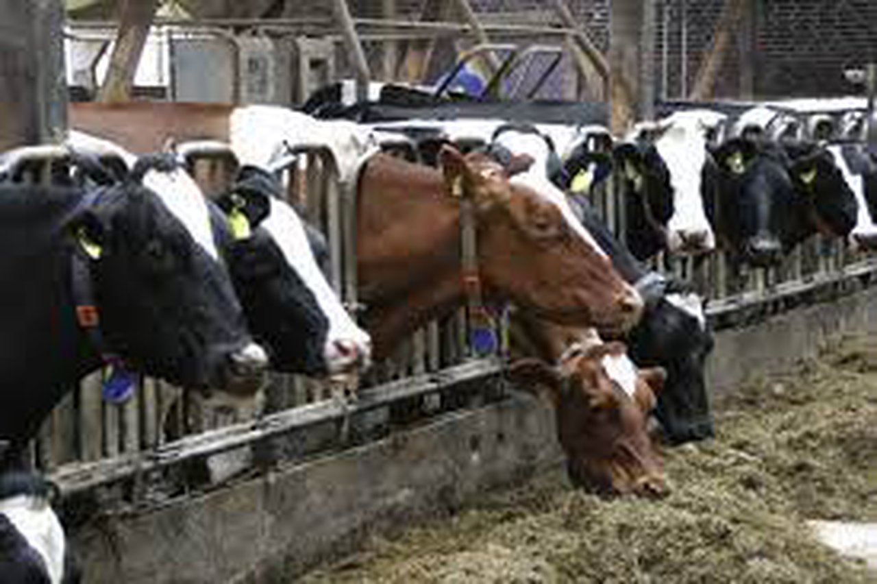 Unión de Uniones propone al MAPA limitar el aumento de macrogranjas de leche