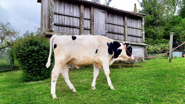 Un macho nacido en Galicia, n.º 1 no mundo e futuro semental de ABS Global
