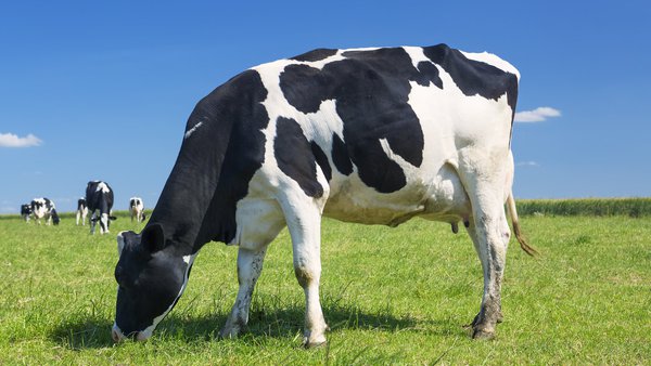 Timac Agro obtén a verificación en benestar animal e mellores técnicas dispoñibles (MTDs) en Prosanex 360 para todas as especies