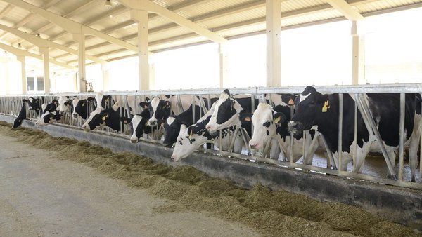 O TSJN estima parcialmente o recurso da empresa gandeira Valle de Odieta e recoñece o seu dereito a autorización ambiental para ampliar a súa granxa