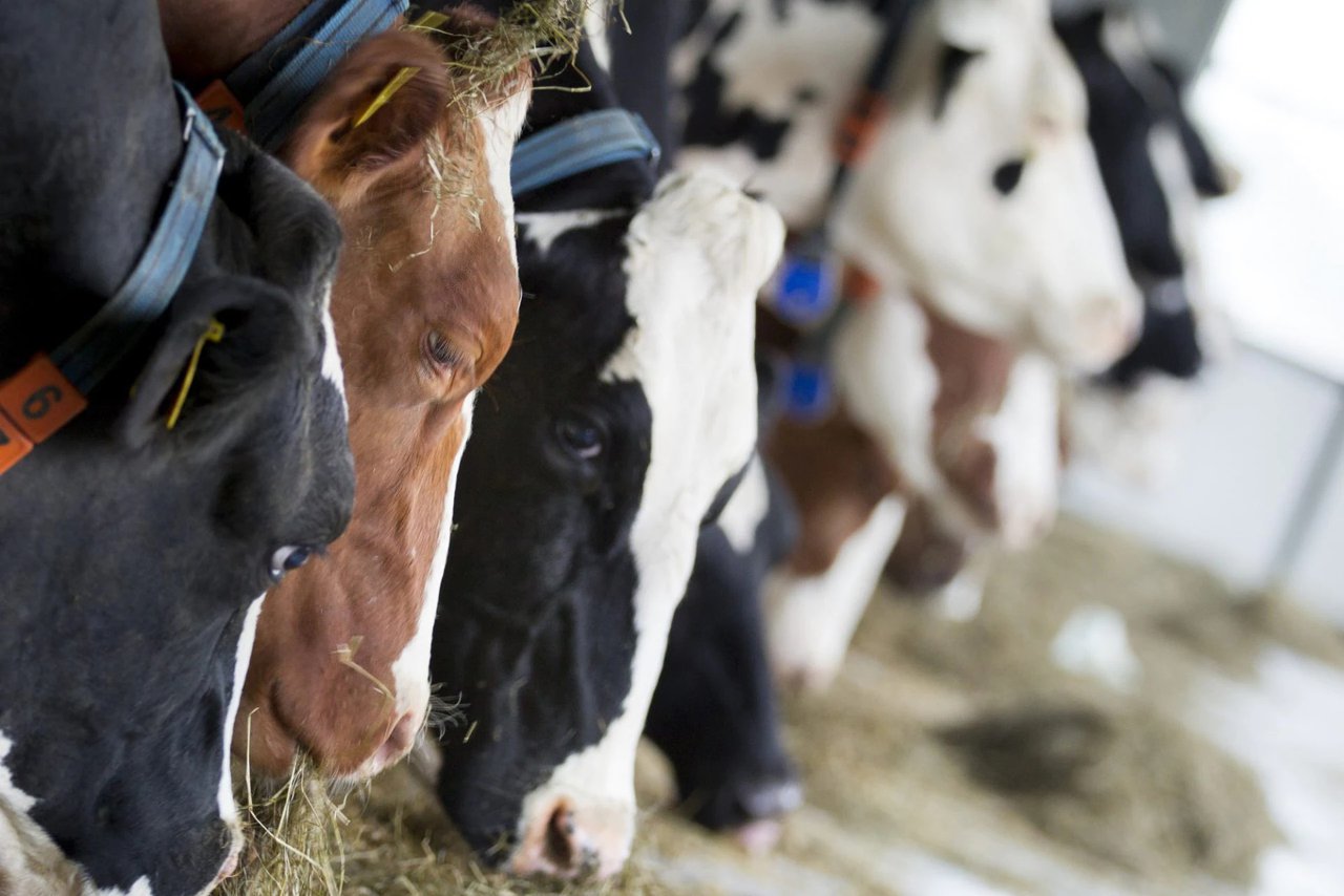 FrieslandCampina comunica un precio de 58,21 €/100 kg para la leche en febrero