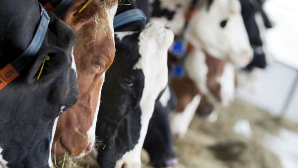 FrieslandCampina comunica un precio de 58,21 €/100 kg para la leche en febrero