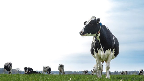 FrieslandCampina mantiene el precio de 62,25 €/100 kg de leche en noviembre