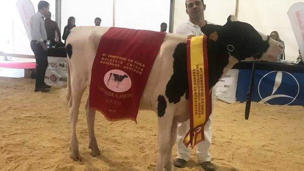 Pereira Doc Duda 2 gaña o concurso da Expo Barcelos 2019