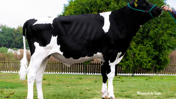 Destacadas posicións dos touros de Xenética Fontao nos rankings europeos