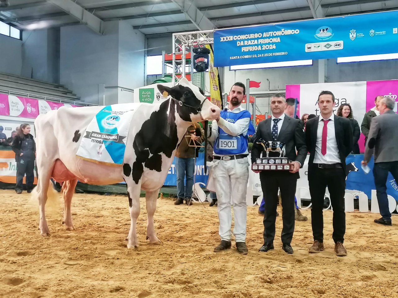 Rey 814 Beemer Yuri cuatripite como vaca gran campiona do rexional galego