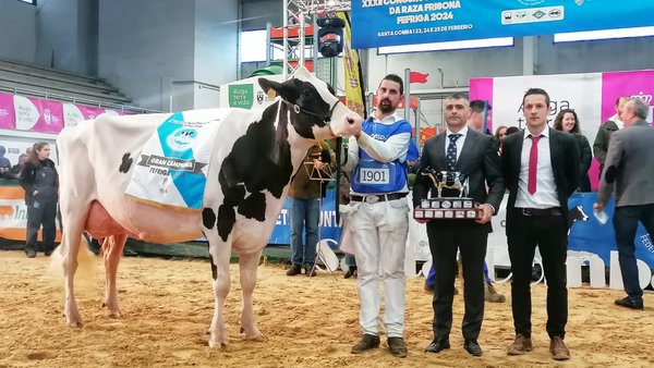 Rey 814 Beemer Yuri cuatripite como vaca gran campiona do rexional galego