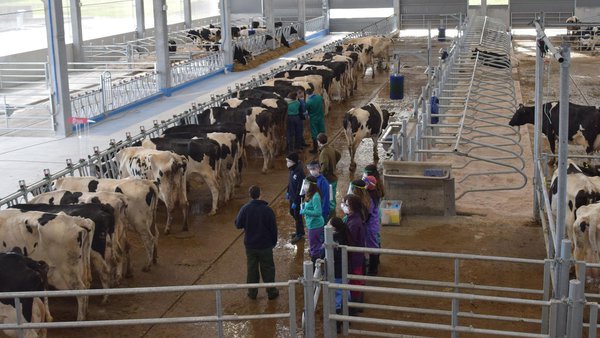 A práctica, unha dimensión esencial para a Facultade de Veterinaria de Lugo