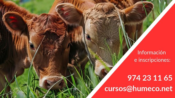 Humeco organiza un curso sobre ecografía reprodutiva bovina
