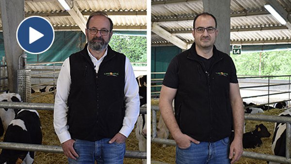Icore, un proyecto asturiano para optimizar la recría de machos frisones