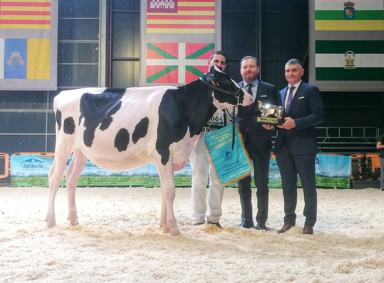 Rey 1273 Hxl Bambi proclámase gran campiona de xatas e xovencas no 44.º Concurso Nacional da Raza Frisona