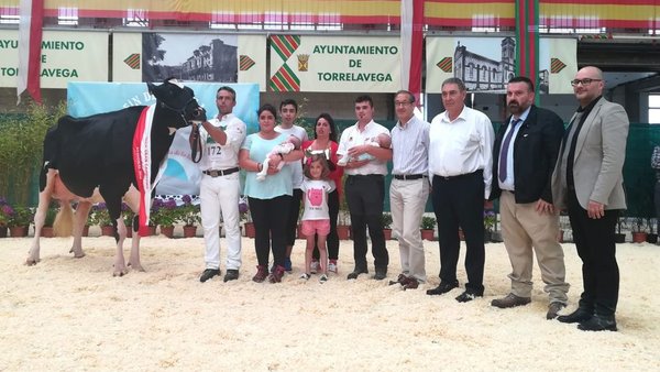 ¡La vaca gran campeona del regional cántabro se llama Llinde Ariel Jordan!