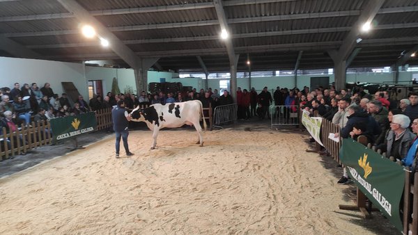 Chantada acollerá mañá unha nova edición da súa poxa frisona