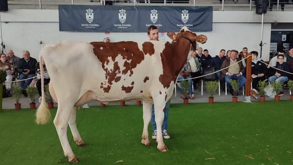 Santa Comba celebrará a súa XXII Poxa de Gando Frisón o domingo 21 de xaneiro