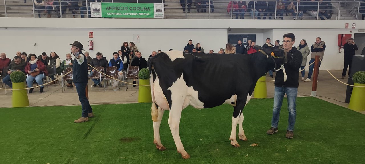 Cerca de 40 animales se subastarán este fin de semana en Galicia
