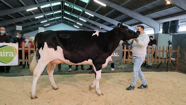 La subasta de Chantada superó los 32.000 euros de volumen de ventas