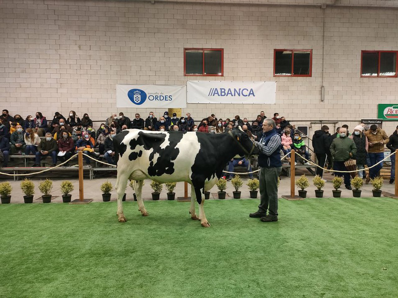 G. Dubra S.C. Scotch 696 alcanza el precio más alto de la subasta celebrada hoy en Ordes