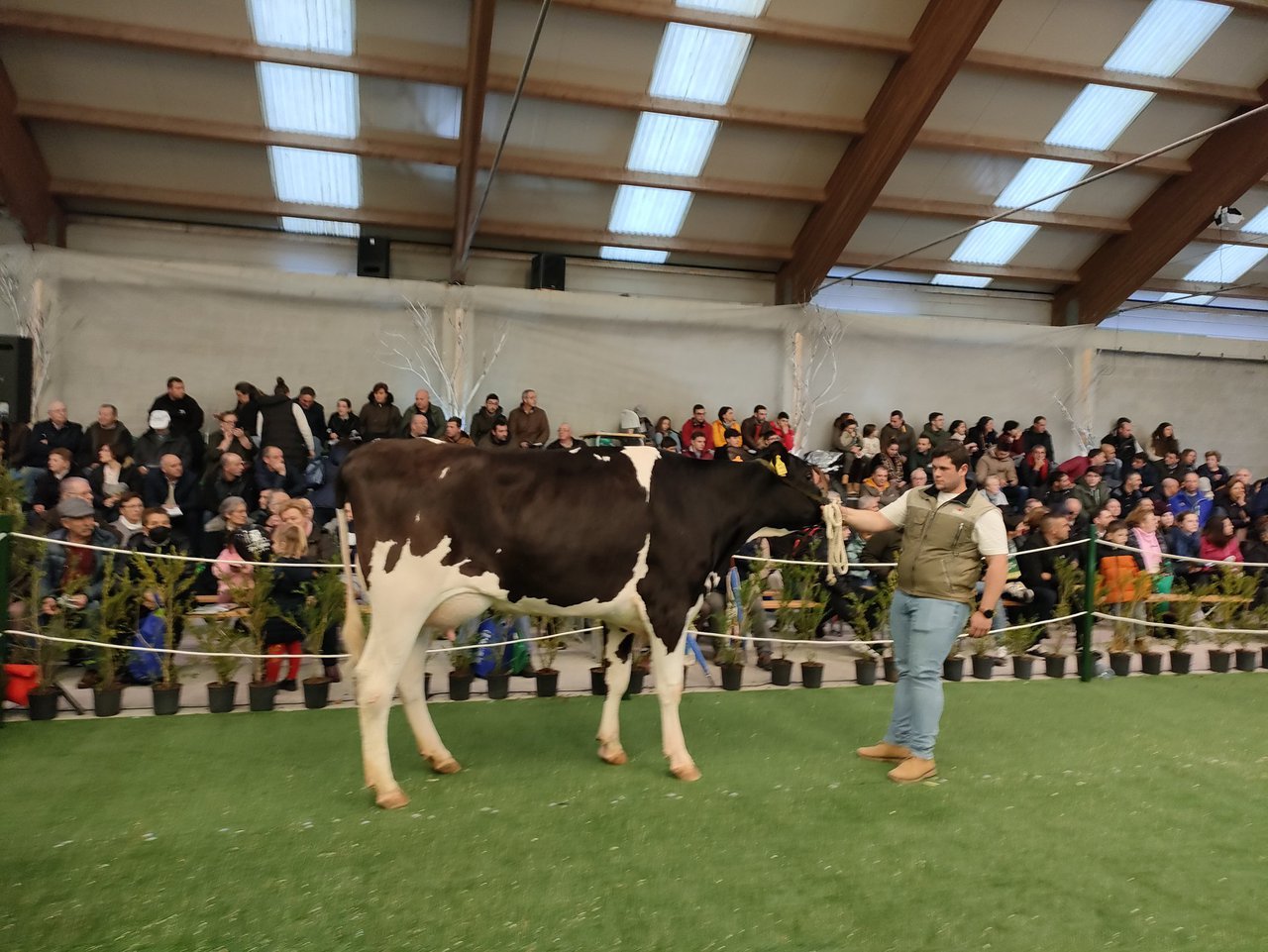 Vendidos todos os animais ofertados na poxa de Mazaricos por 72.400 euros