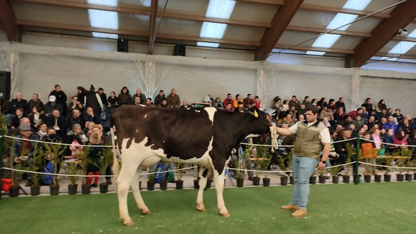 Vendidos todos os animais ofertados na poxa de Mazaricos por 72.400 euros