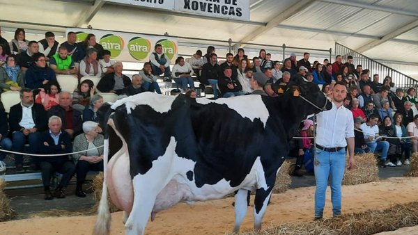 Saamil Torrel 3153, vendida por 6.100 euros en Boimorto