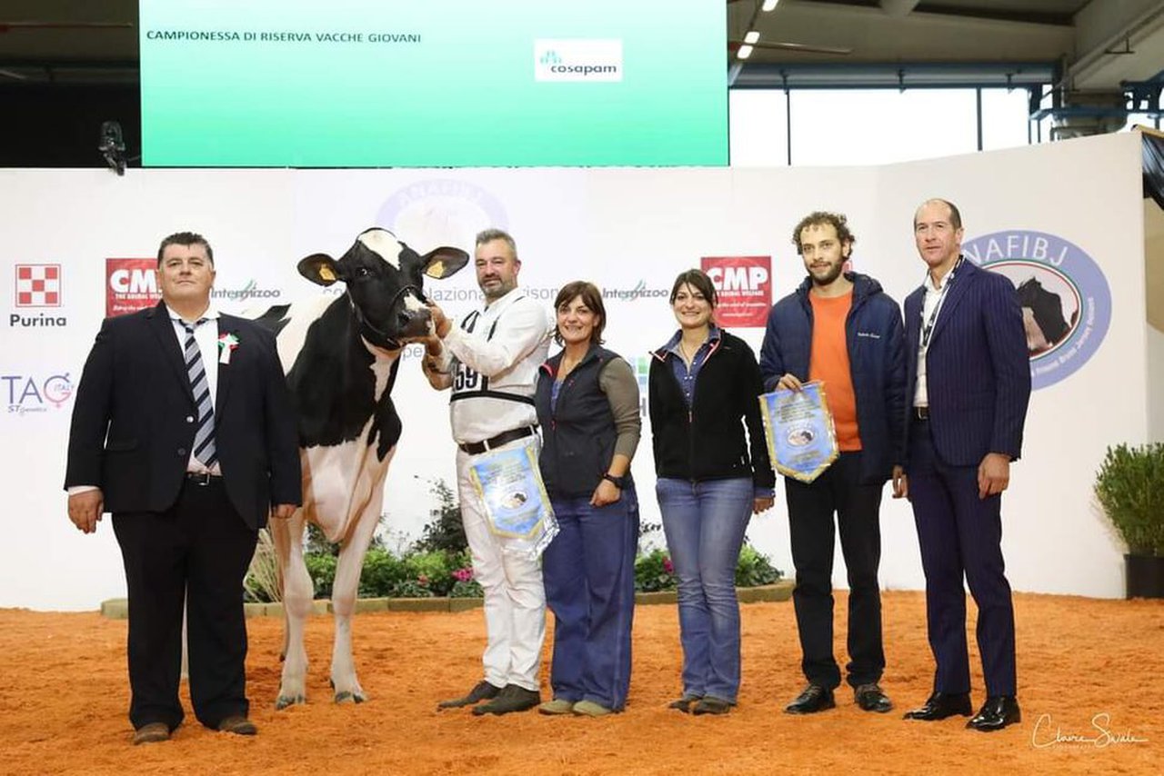 La vaca intermedia campeona de Italia es de origen español