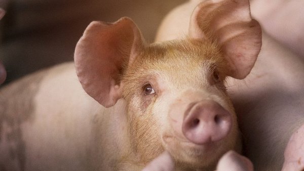 IRTA e AENOR promoven o benestar animal cunha certificación pioneira