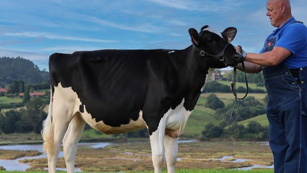La Marina de Retortillo subastará este sábado 35 animales con plenas garantías sanitarias