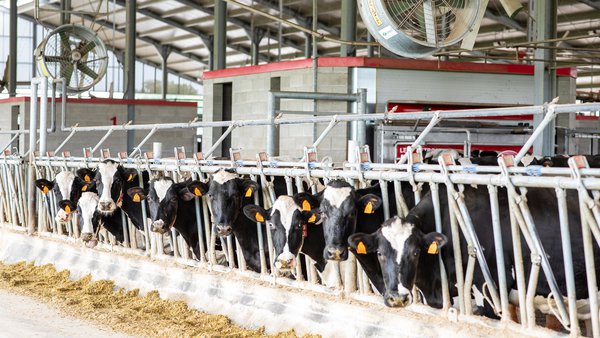 A filosofía Lely para o muxido en grandes explotacións (V): os nove toques ás vacas e o uso das áreas de separación
