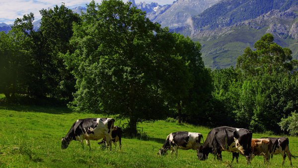 Os veterinarios subliñan a importancia da gandería como ferramenta clave na prevención de incendios