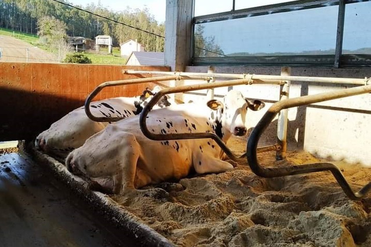 Ganadería Rodasinde, San Rián e Mantoño Holstein lideran as listaxes de mellores granxas de Galicia en 2021