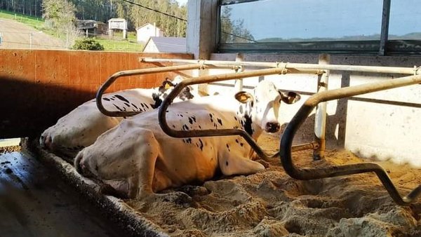 Ganadería Rodasinde, San Rián e Mantoño Holstein lideran as listaxes de mellores granxas de Galicia en 2021