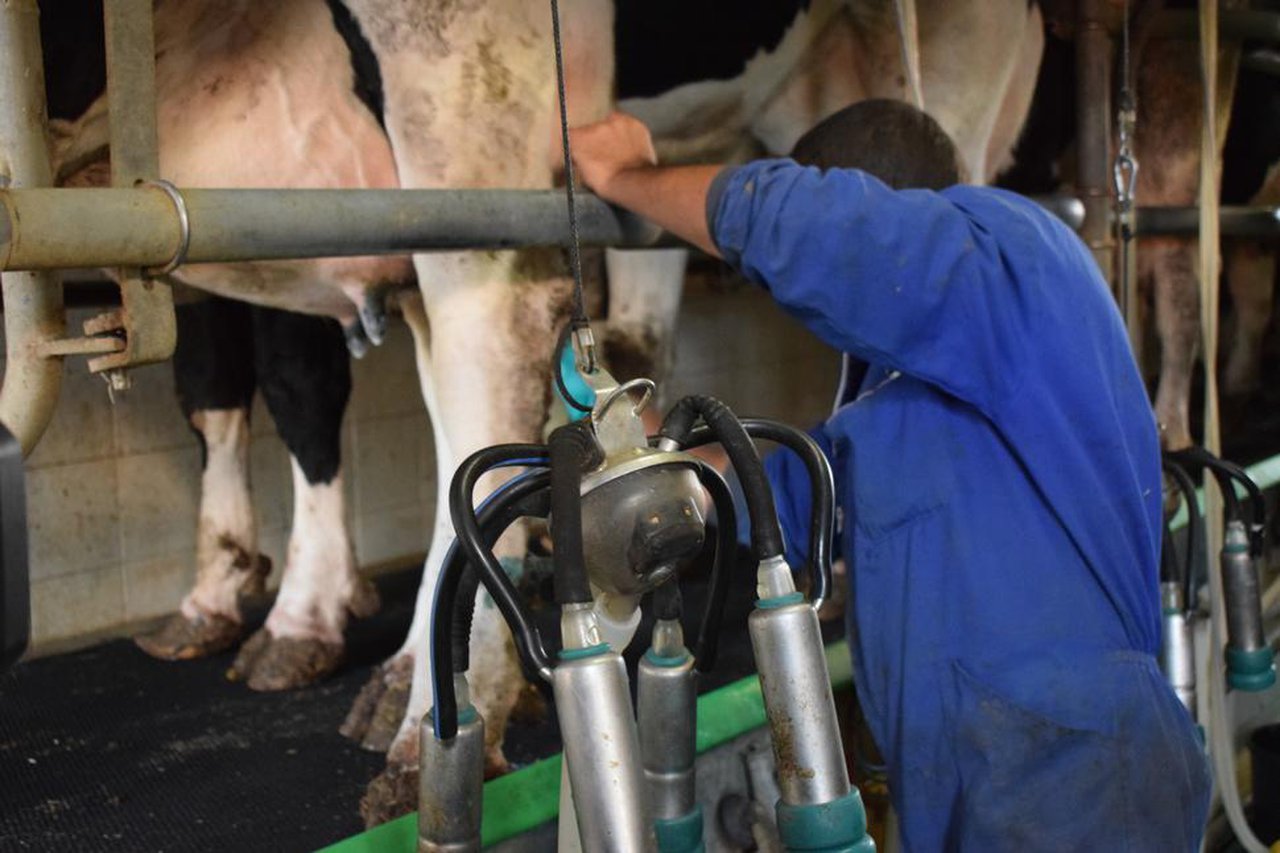 Avaliación do funcionamento da máquina en condicións reais de muxido