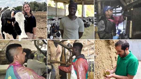 La mano de obra migrante, uno de los motores que sostiene el sector lácteo