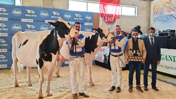 Lugo acogerá por segunda vez el Concurso Autonómico de Ganado Frisón de Galicia