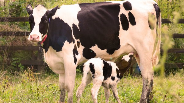 MSD Animal Health demostra a eficacia dun anticorpo monoclonal contra o Cryptosporidium parvum en gando vacún