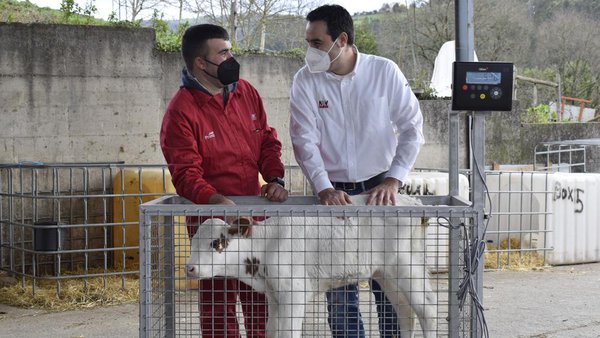 Gorrello: en busca de una recría mejor  y más rentable