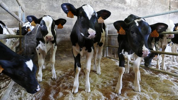 Descobre os beneficios de incluír forraxe picada mesturada co penso de arranque