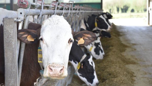 El precio medio de la leche en España se mantiene en febrero a pesar del descenso de la producción