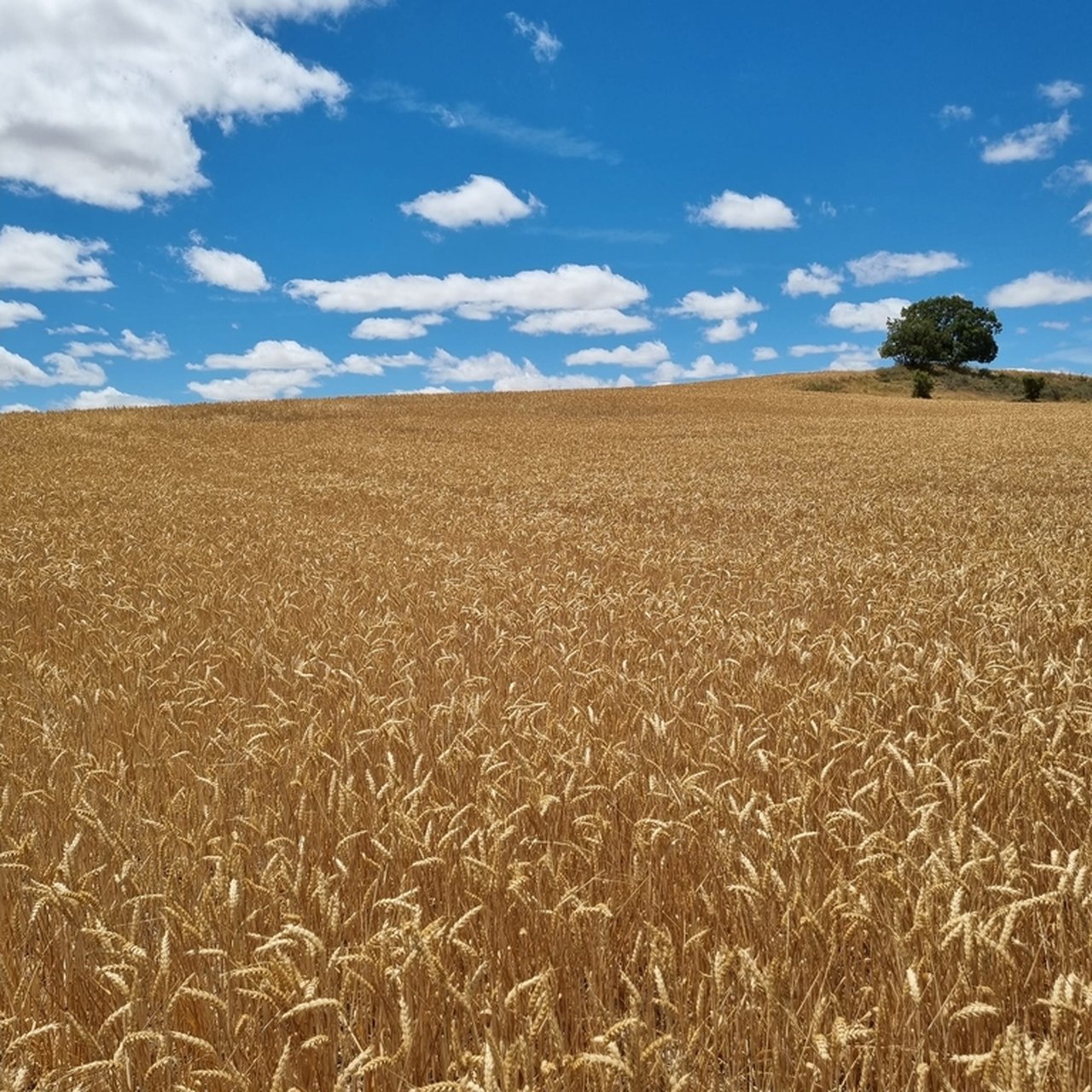 2,7 millóns de hectáreas de cultivos herbáceos contan coa protección do seguro agrario fronte á seca