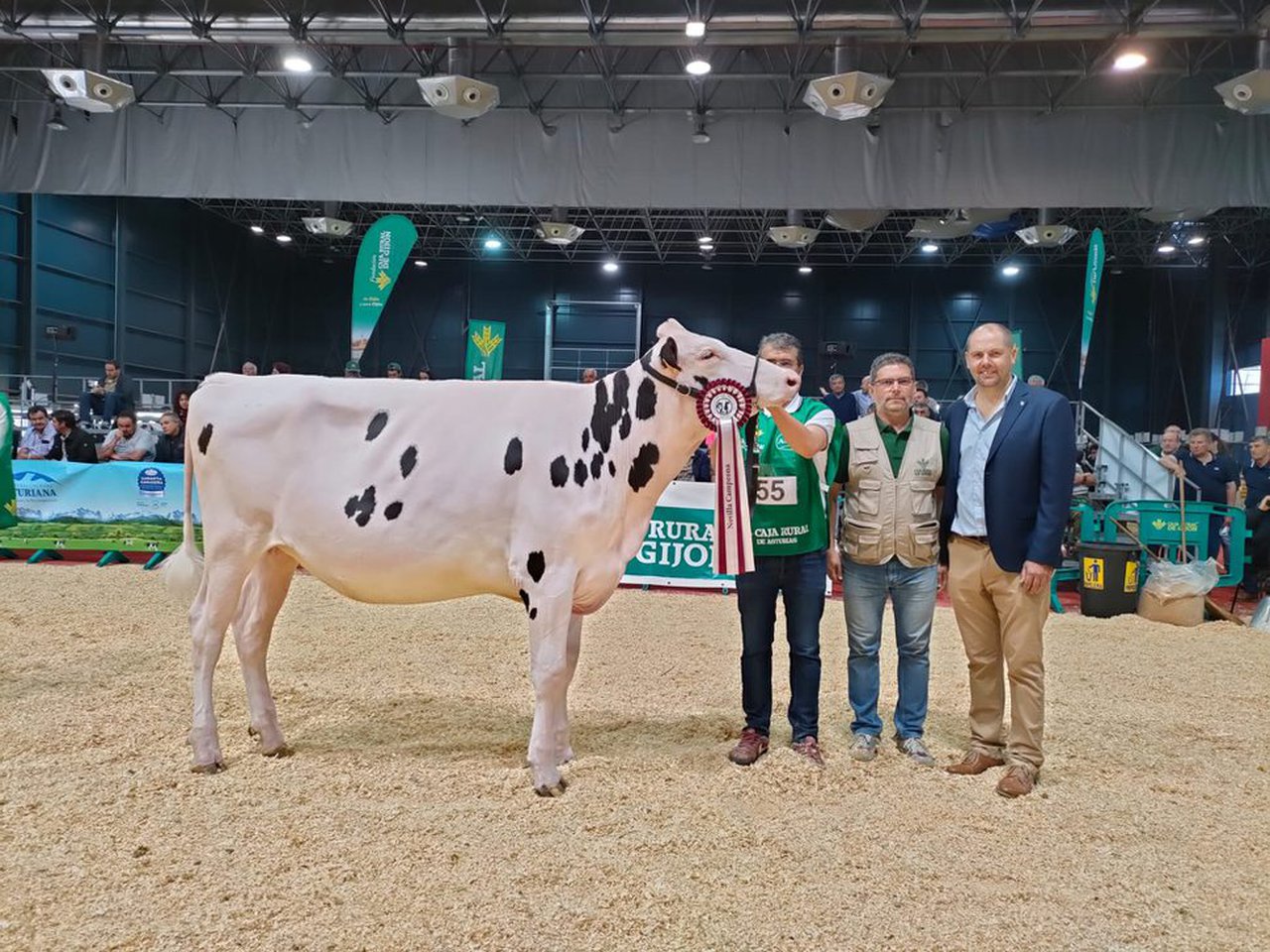 La ganadora del campeonato de novillas ha sido Badiola Denver Megamay