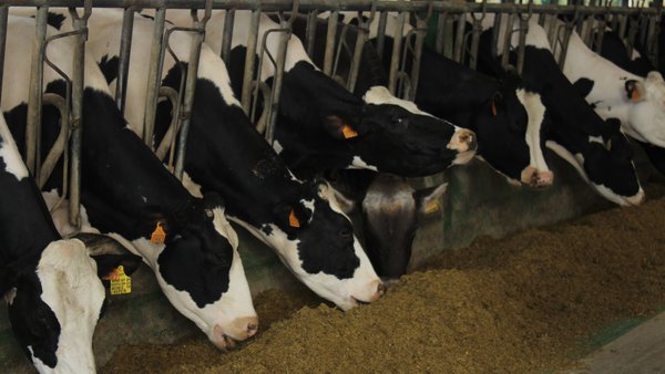 Amplíase o prazo das axudas de plans de mellora, incorporación de mozos e pequenas explotacións