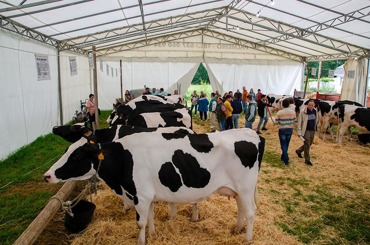 La subasta del municipio lucense de O Páramo pone a la venta 16 animales