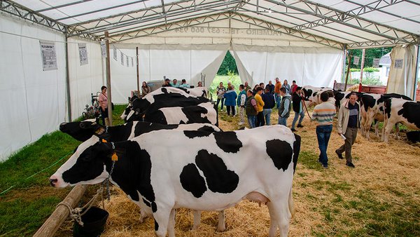 La subasta del municipio lucense de O Páramo pone a la venta 16 animales