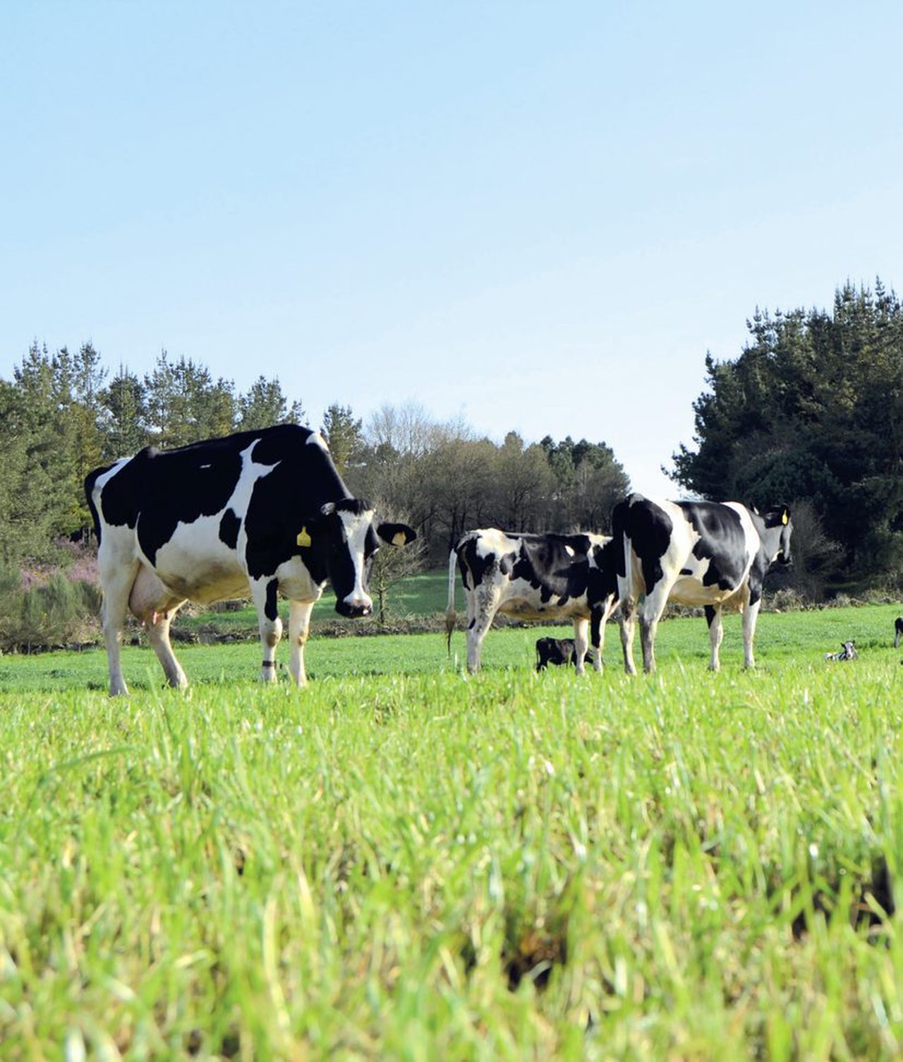 Emisións e pegada de carbono nas explotacións leiteiras de Galicia
